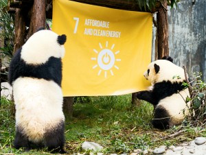 Qiciao and Qixi, a pair of giant panda twins, inspect a flag to represent Goal 7, Affordable and Clean Energy, raised at the Chengdu Research Base of Giant Panda Breeding in China, to support the UN Global Goals for Sustainable Development. Credit: Mr. Yuan Tao and Ms. Yan Lu